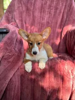 Cowgirl, a female Pembroke Welsh Corgi for sale in South China, ME – 1 of 1