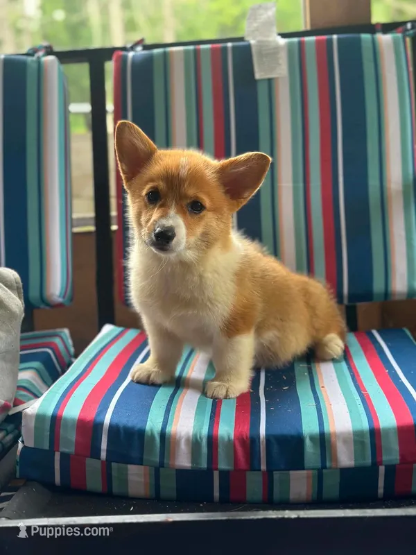 Maggie – Pembroke Welsh Corgi puppy for sale in South China, ME