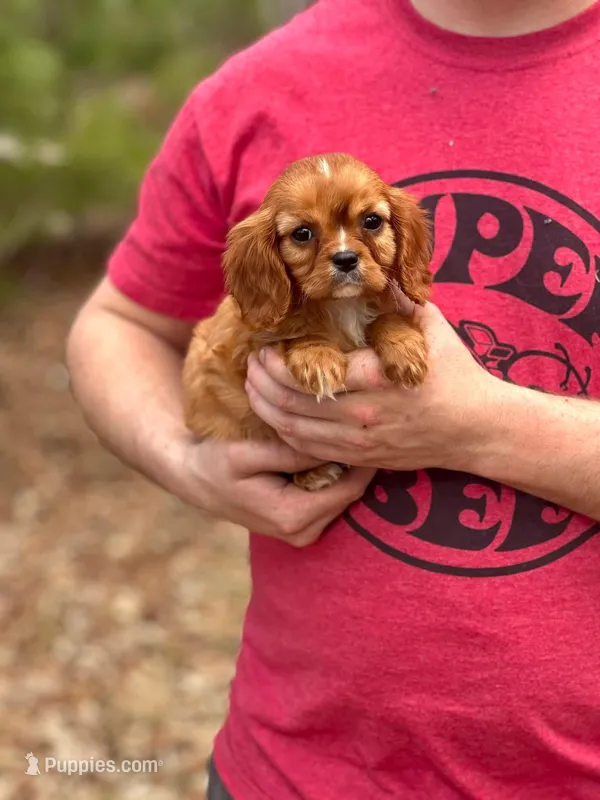 Missy – Cavalier King Charles Spaniel puppy for sale in Fairfield, ME