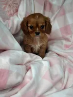 Missy, a female Cavalier King Charles Spaniel for sale in Fairfield, ME – Photo 2 of 6