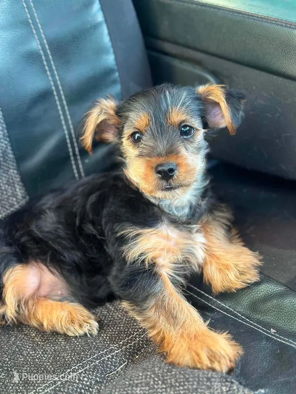 Sammy – Yorkshire Terrier puppy for sale in South China, ME