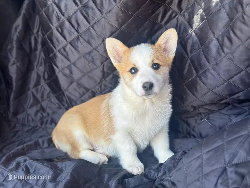 Hero – Pembroke Welsh Corgi puppy for sale in Fairfield, ME