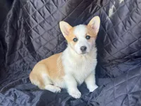 Hero, a male Pembroke Welsh Corgi for sale in Fairfield, ME – Photo 1 of 2