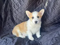 Hero, a male Pembroke Welsh Corgi for sale in Fairfield, ME – Photo 2 of 2