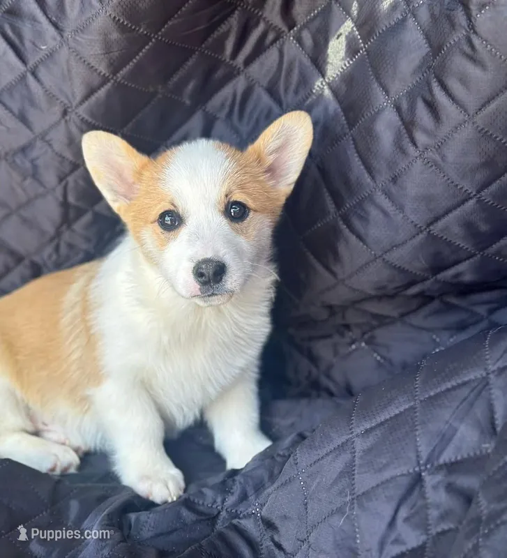 Hero – Pembroke Welsh Corgi puppy for sale in Fairfield, ME