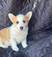 Hero, a male Pembroke Welsh Corgi for sale in Fairfield, ME – Photo 1 of 2