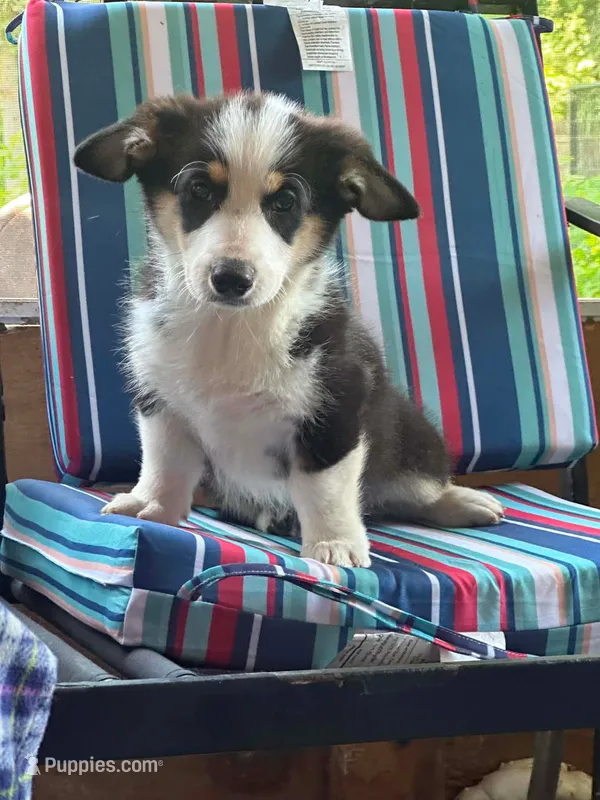 Cowboy – Pembroke Welsh Corgi puppy for sale in South China, ME