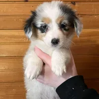 Sadie, a female Pembroke Welsh Corgi and Miniature Australian Shepherd for sale in Winslow, ME – Photo 3 of 4