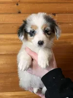 Puppy 4, a female Pembroke Welsh Corgi and Miniature Australian Shepherd for sale in Winslow, ME – Photo 3 of 3