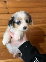 Puppy 4, a female Pembroke Welsh Corgi and Miniature Australian Shepherd for sale in Winslow, ME – Photo 2 of 3