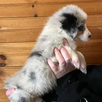 Sadie, a female Pembroke Welsh Corgi and Miniature Australian Shepherd for sale in Winslow, ME – Photo 4 of 4