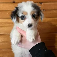 Sadie, a female Pembroke Welsh Corgi and Miniature Australian Shepherd for sale in Winslow, ME – Photo 1 of 4