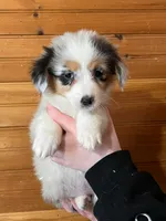 Puppy 4, a female Pembroke Welsh Corgi and Miniature Australian Shepherd for sale in Winslow, ME – Photo 1 of 3