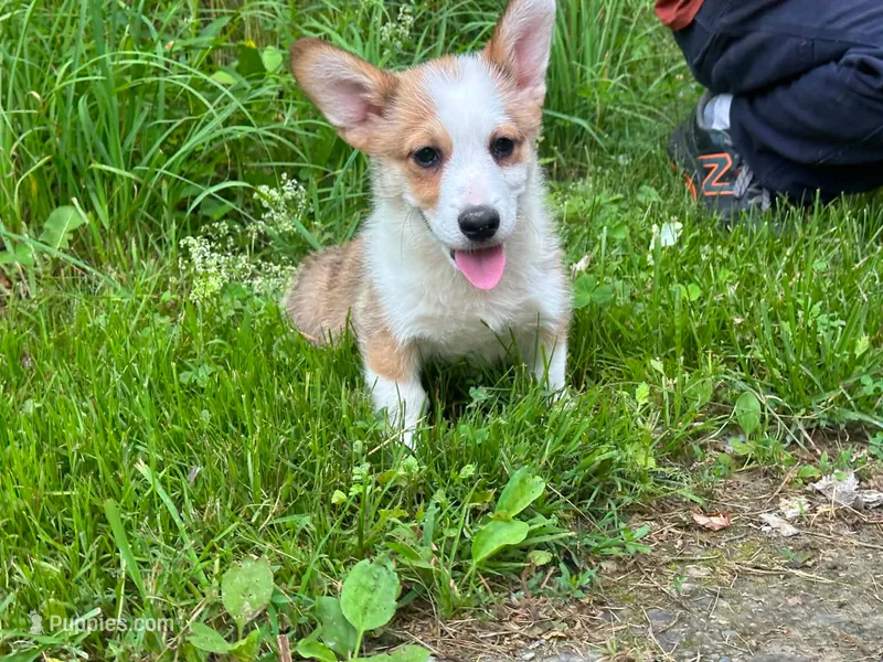 Wrangler  – Pembroke Welsh Corgi puppy for sale in South China, ME