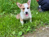 Wrangler , a male Pembroke Welsh Corgi for sale in South China, ME – 1 of 2