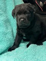 Raven, a female Newfoundland and Rottweiler for sale in Winslow, ME – Photo 1 of 8