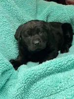 Raven, a female Newfoundland and Rottweiler for sale in Winslow, ME – Photo 6 of 8