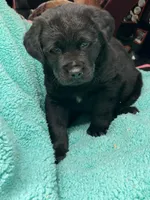 Raven, a female Newfoundland and Rottweiler for sale in Winslow, ME – Photo 3 of 8