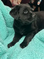 Raven, a female Newfoundland and Rottweiler for sale in Winslow, ME – Photo 2 of 8