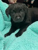 Raven, a female Newfoundland and Rottweiler for sale in Winslow, ME – Photo 5 of 8