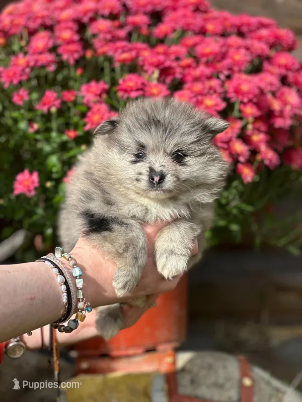 Maisy – Pomeranian puppy for sale in South China, ME