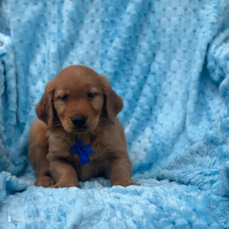 Comet – Golden Retriever puppy for sale in South China, ME