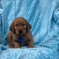Comet, a male Golden Retriever for sale in South China, ME – 1 of 1