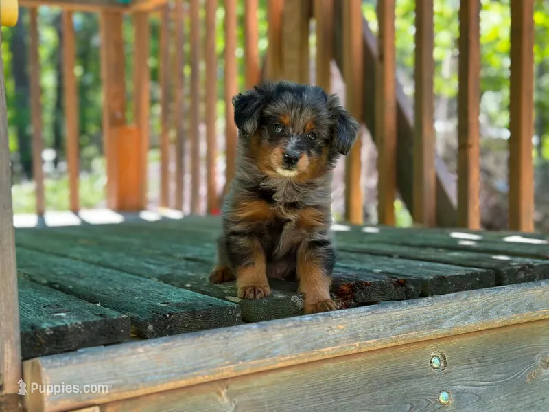 Jax – Pomeranian, Miniature Goldendoodle puppy for sale in South China, ME