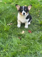 Jax , a male Pembroke Welsh Corgi for sale in South China, ME – 4 of 5