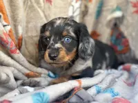 Teddy, a male Miniature Dachshund for sale in South China, ME – 5 of 10