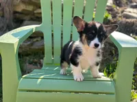 Dexter, a male Pembroke Welsh Corgi for sale in Fairfield, ME – Photo 3 of 3