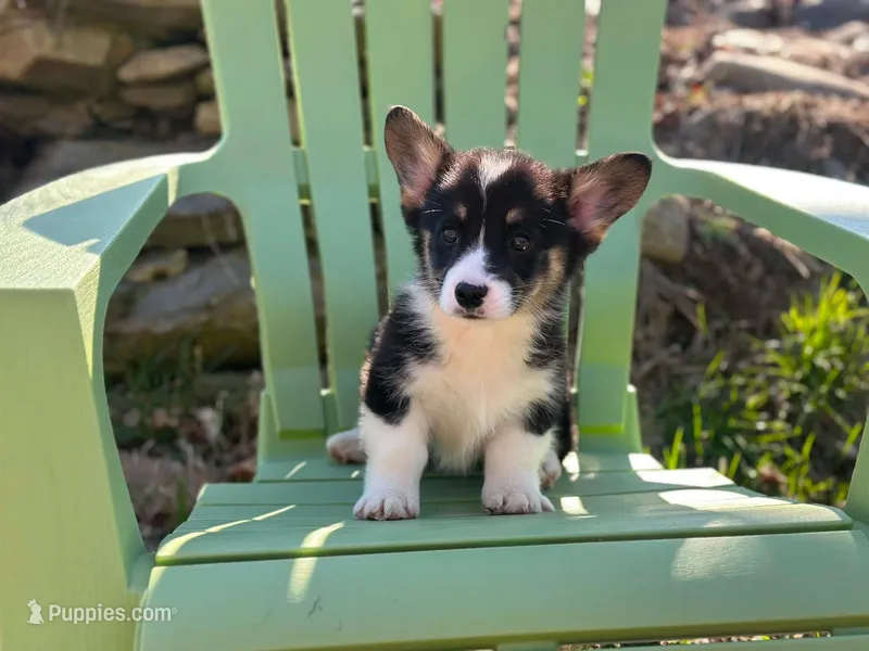 Dexter – Pembroke Welsh Corgi puppy for sale in Fairfield, ME