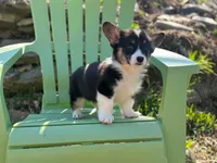 Dexter, a male Pembroke Welsh Corgi for sale in Fairfield, ME – Photo 2 of 3