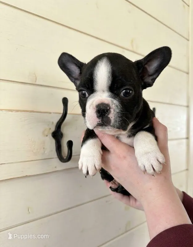 Puppy1 – French Bulldog, Frenchton puppy for sale in Fairfield, ME