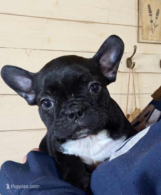 Puppy5 – French Bulldog, Frenchton puppy for sale in Fairfield, ME
