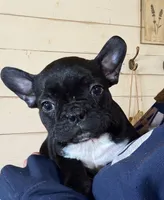 Puppy1, a male French Bulldog and Frenchton for sale in Fairfield, ME – Photo 1 of 2