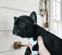 Puppy1, a male French Bulldog and Frenchton for sale in Fairfield, ME – Photo 2 of 2