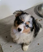 Skye, a female Pembroke Welsh Corgi and Miniature Australian Shepherd for sale in Fairfield, ME – Photo 1 of 2