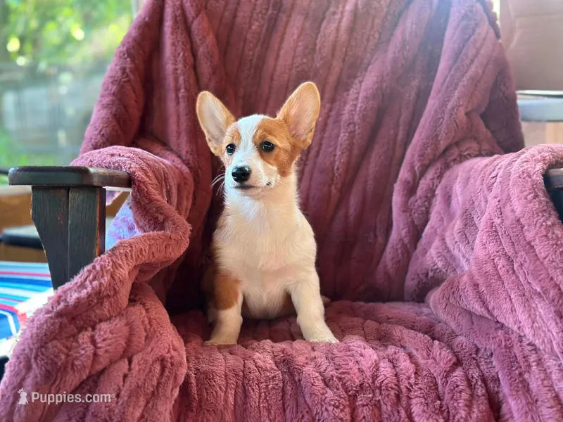 Molly – Pembroke Welsh Corgi puppy for sale in South China, ME