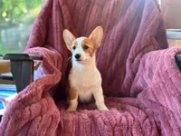 Molly, a female Pembroke Welsh Corgi for sale in South China, ME – 1 of 1