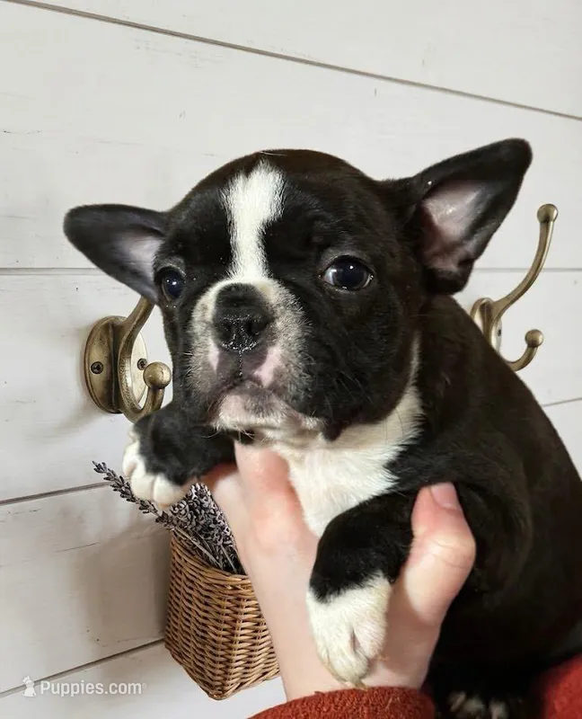 Puppy4 – French Bulldog, Frenchton puppy for sale in Fairfield, ME