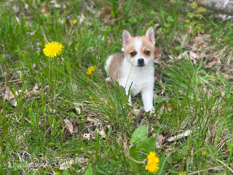 Missy – Chihuahua, Pomeranian puppy for sale in Fairfield, ME