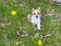 Missy, a female Chihuahua and Pomeranian for sale in Fairfield, ME – 1 of 1