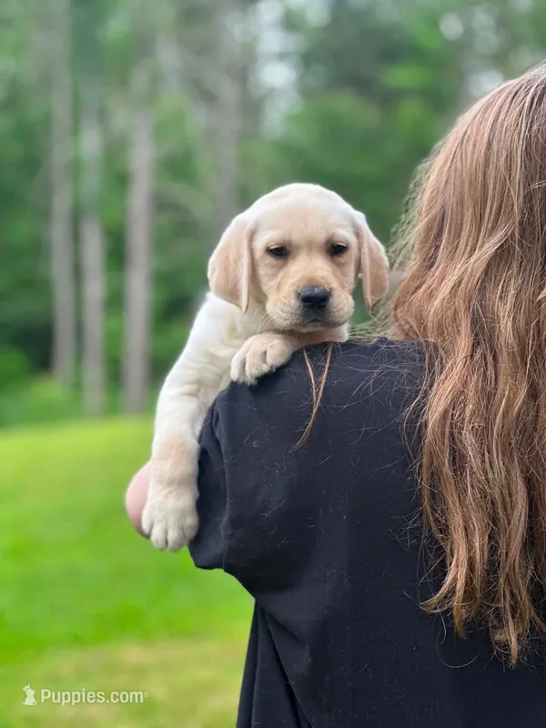 Winchester – Labrador Retriever puppy for sale in South China, ME