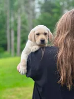 Winchester, a male Labrador Retriever for sale in South China, ME – 1 of 2