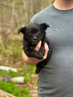 Sam, a male Pomeranian and Miniature Goldendoodle for sale in Fairfield, ME – 3 of 5