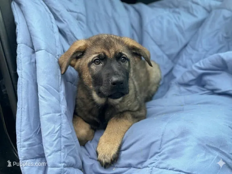 Titan  – German Shepherd Dog puppy for sale in Fairfield, ME