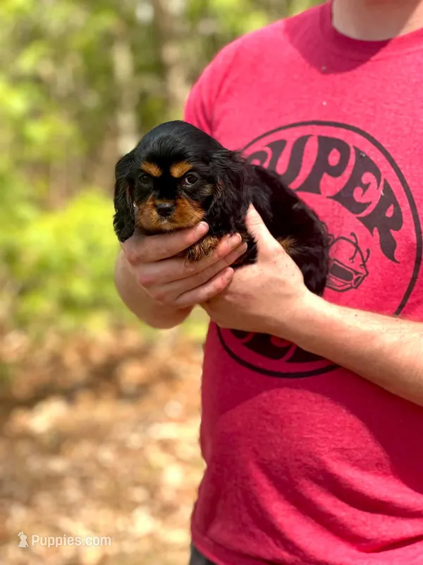 Charlie – Cavalier King Charles Spaniel puppy for sale in Fairfield, ME