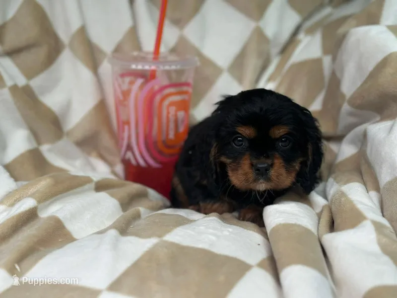Charlie – Cavalier King Charles Spaniel puppy for sale in Fairfield, ME