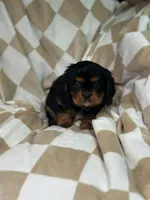 Charlie, a male Cavalier King Charles Spaniel for sale in Fairfield, ME – Photo 2 of 3